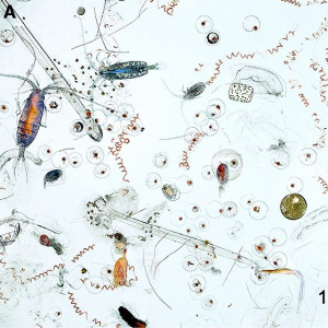 Marine_microplankton